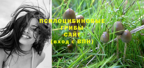прущие грибы Медвежьегорск